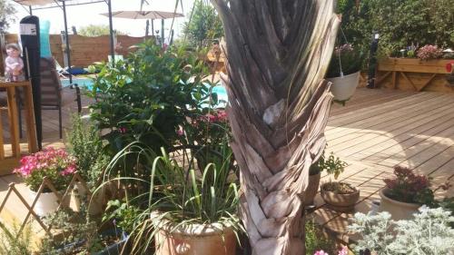 צימר בגליל אביב בבקתה, Galiläa (Foto 8)