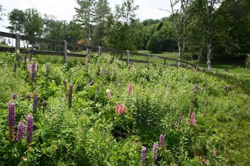 Chester Farmhouse on 100 Acres 15 Min to Okemo! - image 12