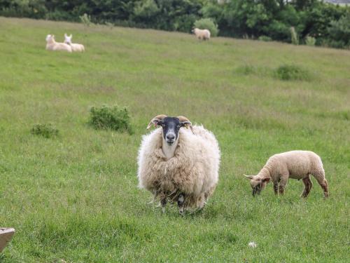 Oak Cottage - image 11