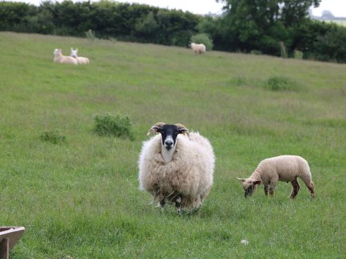 Elm Cottage - image 3