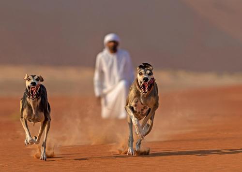 Anantara Qasr al Sarab Desert Resort