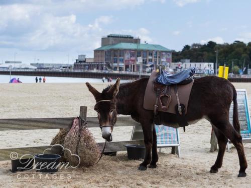 Sunny Days - image 12