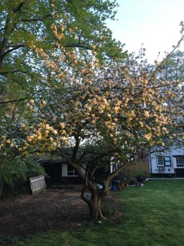 Rose House B&B - image 12