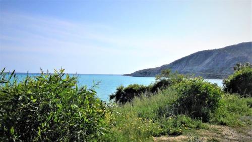 213 Pissouri Vines