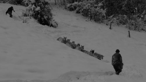 La Chouette à l'heure du Pinson