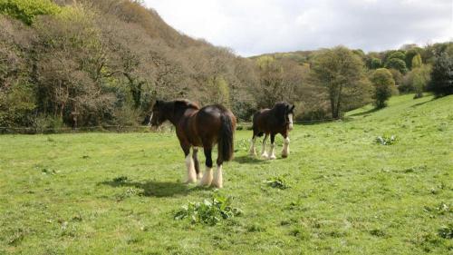 Clippity Clop, , Cornwall