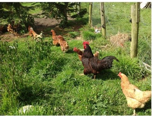 Bradridge Farm - image 8