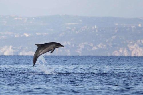 Location adorable villa 2 chambres les pieds dans l'eau Bonifacio