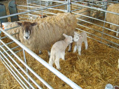 Church Farm - image 5