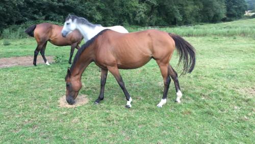 Church Farm - image 14
