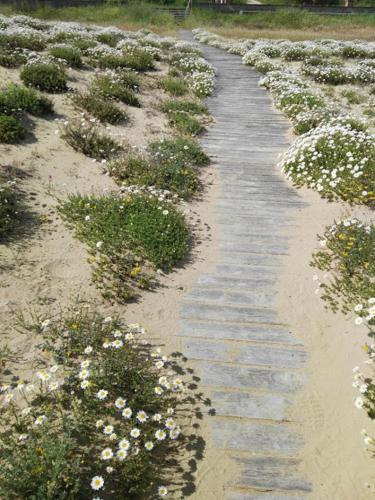 Beach, Herba Salvia in Casalbordino