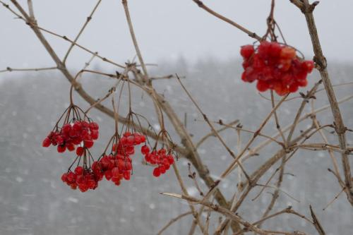 Лелека in 亚雷马彻