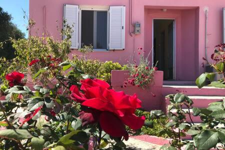 Sofis House( Pink house)