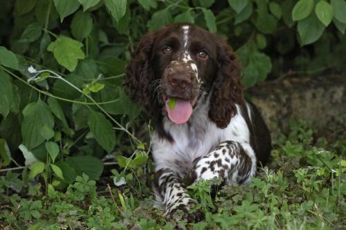 I Pioppi Cipressini chambre d'hôte La Barchessa