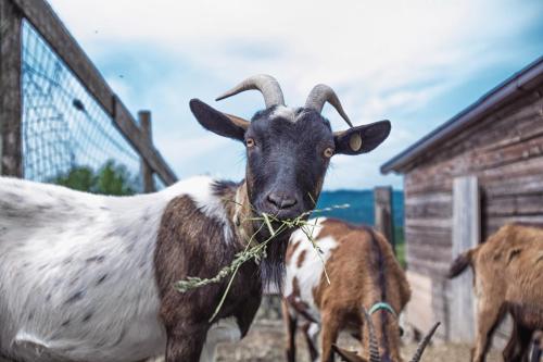 Società Agricola Cacigolara