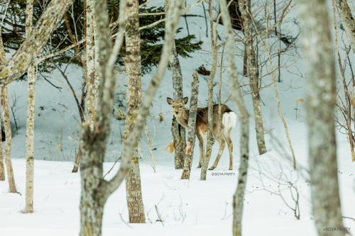 周辺案内, ザ ステイ 稚内 (THE STAY WAKKANAI) in 稚内