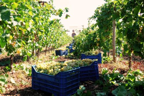 Agriturismo Baglio Donnafranca Wine Resort 2