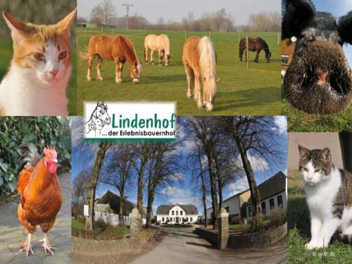 Lindenhof in Ahneby, Deutschland
