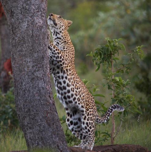 Makweti Safari Lodge