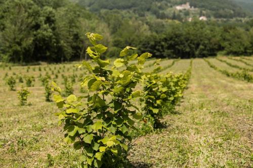 Podere Groppini, Fivizzano (photo 9)
