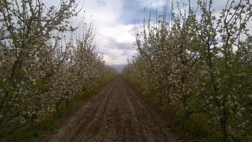 Apkārtne, Casa de Campo Finca La Superiora in La Consulta San Carlos Mendoza