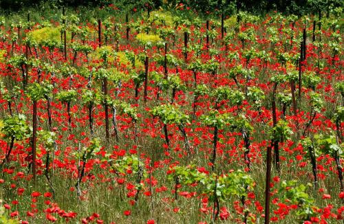 Une Campagne En Provence