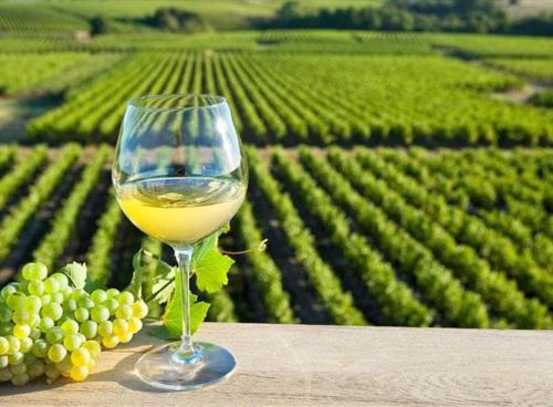 Dépendance chaleureuse dans le vignoble nantais