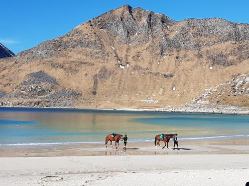 Knut Ellingsen Knut Ellingsen