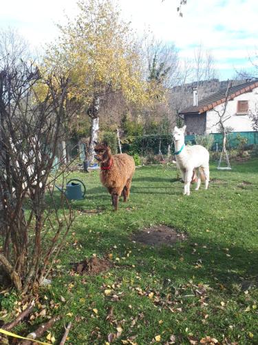 B&B Pinet - Gite Le Fournial et ses animaux - 5 personnes - Bed and Breakfast Pinet