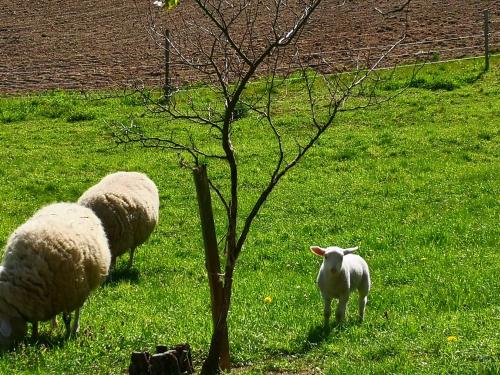 Ferienwohnungen 1 bis 4 "Pumphut's Scheune"