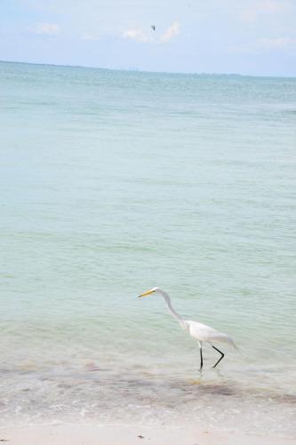 Runaway Bay 185 - 1357300 in Bradenton Beach, USA