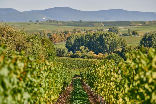 Weingasthaus Wisser - image 7