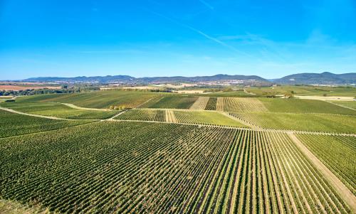 Weingasthaus Wisser - image 11