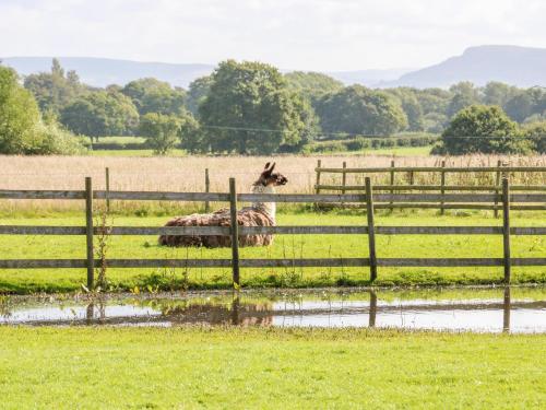 Chequer Stable - image 14