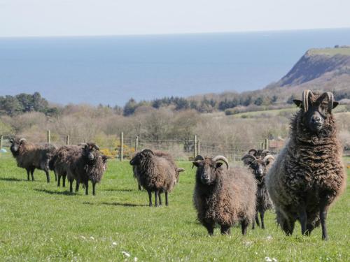 Swallow Cottage Scarborough - image 5