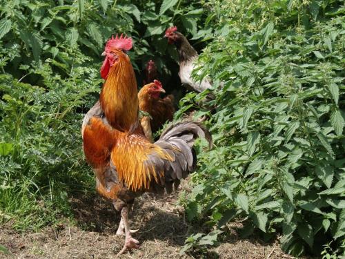 Swift Cottage - image 7