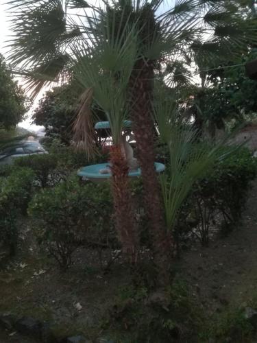  La Margherita Apartments in Ischia