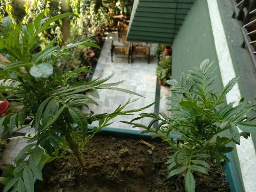 The Trekkers Hostel - Dehradun - Miniatura 3