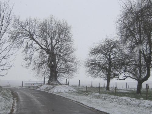 B&B Haspenhoeve - image 6