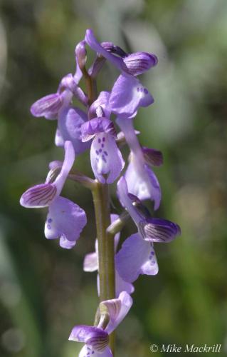 Casa Adega - Quinta Amoreira - image 13