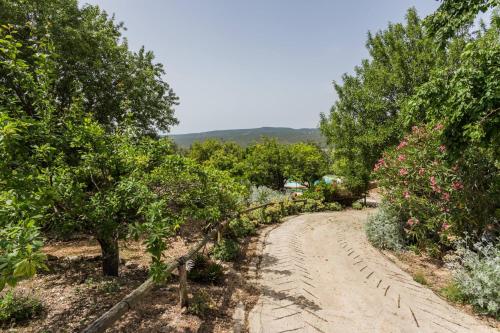 Casa Amoreira - Quinta Amoreira - image 5