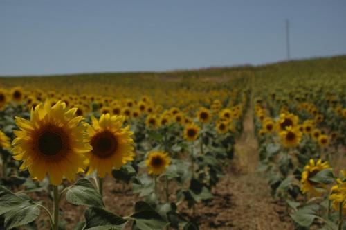 Casa Jazmín Casa Jazmín