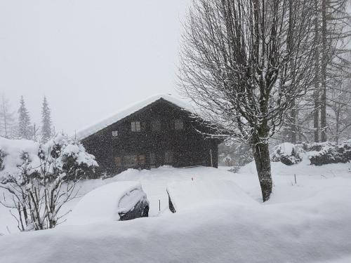 le castor in Morgins, Schweiz
