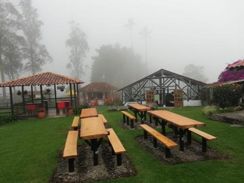 Palmas de Cocora