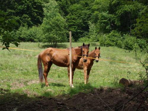 Stara Horaren 2 - image 3