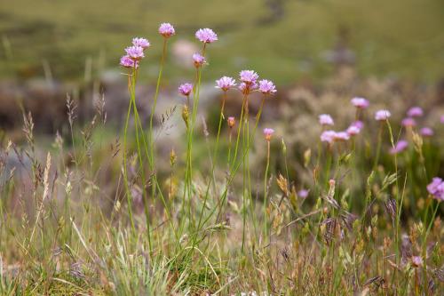 SerraVale - House & Nature - image 8