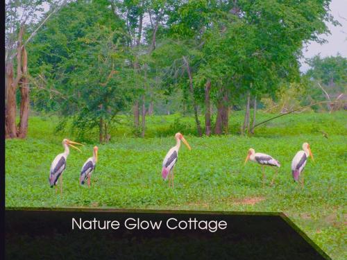 Nature Glow Cottage