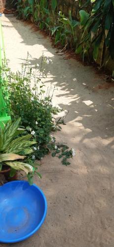 Monsoon, Agonda (photo 5)