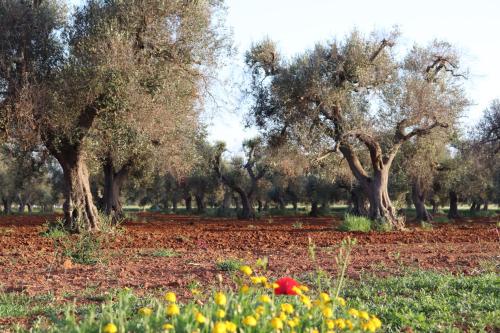 B&b Passione del sud – Lecce, OK