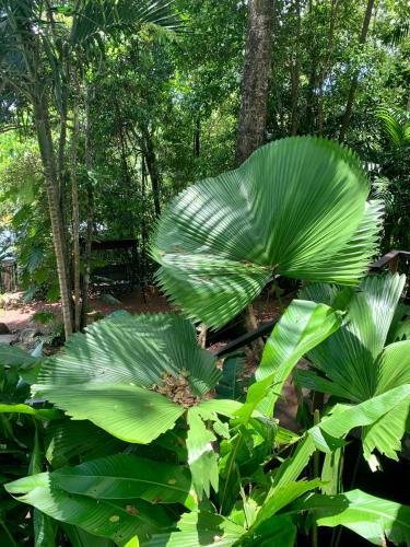 Cairns Rainforest Retreat